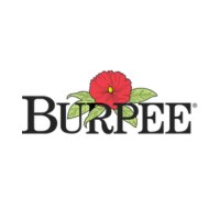 Burpee offer