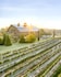 Southwest Mountains Vineyards