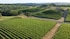 Colene Clemens Vineyards