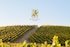 Joseph Jewell Wines