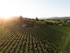 Young Inglewood Vineyards