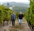 Pelletiere Estate Vineyard & Winery