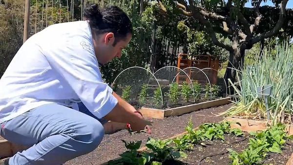 plants, garden, farmworker, plantation, soil, agriculture