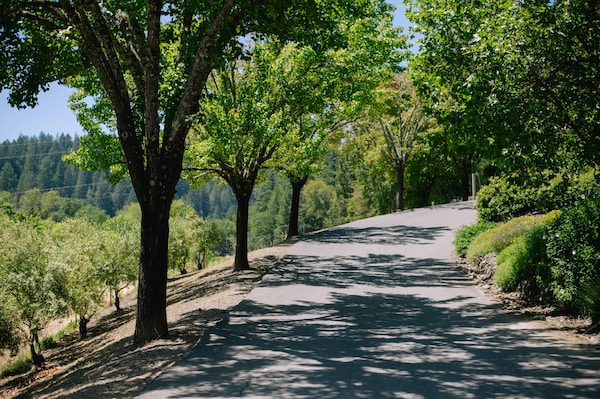 plant, natural landscape, tree, road surface, shade, asphalt