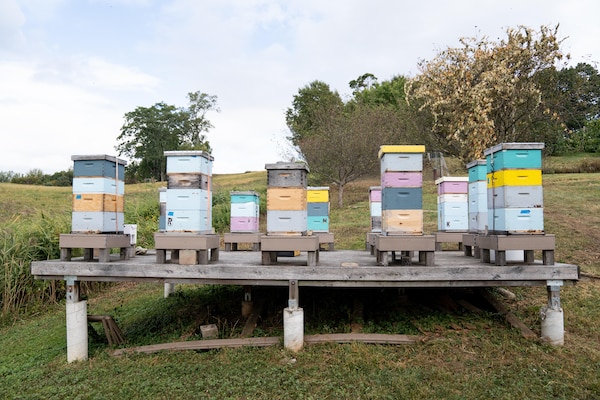apiary, natural material