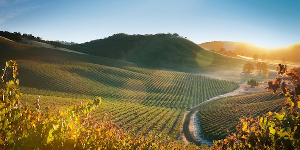 agriculture, plantation, field, sunlight, vineyard, crop