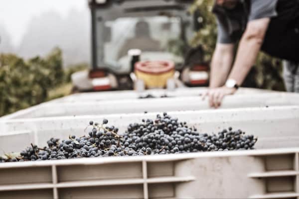 agriculture, farmworker, produce, grapes, natural foods, plantation