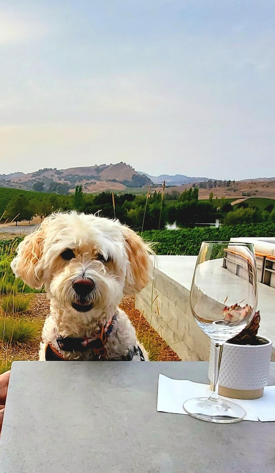 dog, tableware, carnivores, drinkware, serveware, toy dog