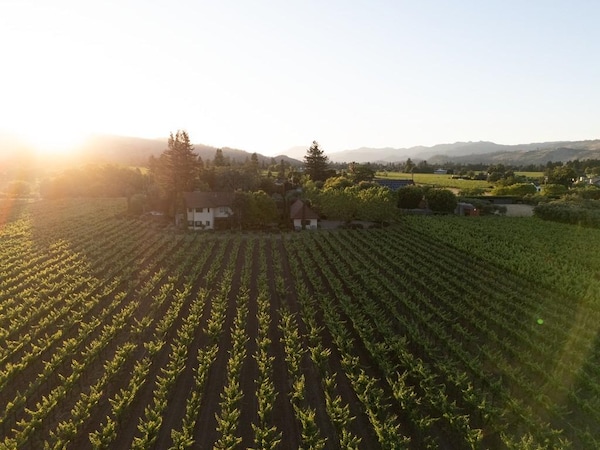 agriculture, plantation, field, rural area, crop, hill station