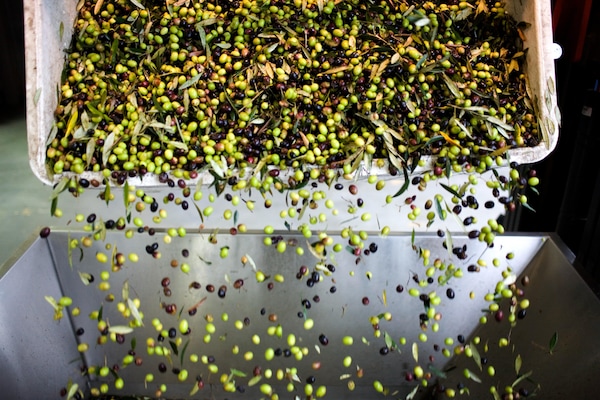 leaf, yellow, rectangle, urban design, glass, art