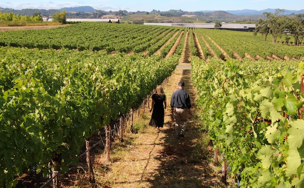 agriculture, plantation, vineyard, crop, field, farmworker