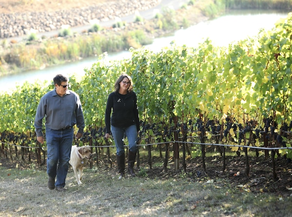 agriculture, plantation, sunglasses, people in nature, vineyard, soil
