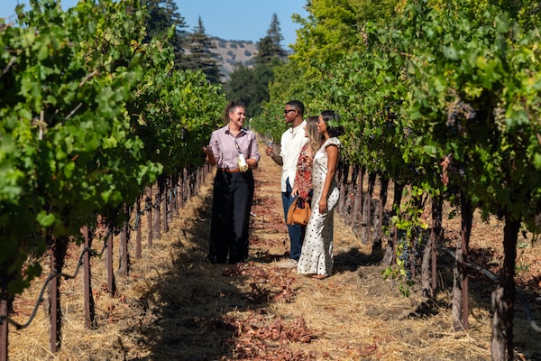 agriculture, plantation, vineyard, vacation, grapevines, grapes