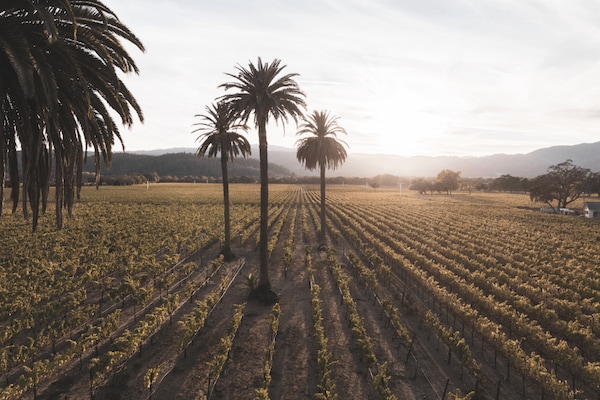 agriculture, plantation, field, crop, farm, palm trees
