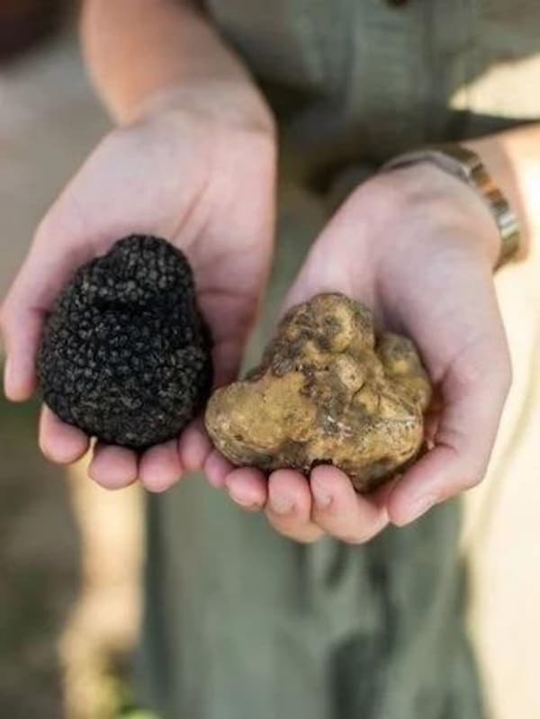 ingredient, truffle, food