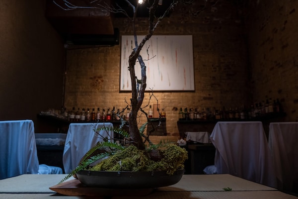 still life photography, houseplant