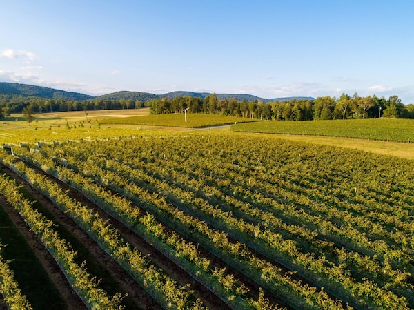 green, agriculture, plantation, field, plain, landscape