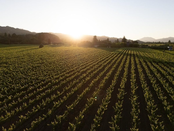 agriculture, plantation, field, plain, crop, sunlight