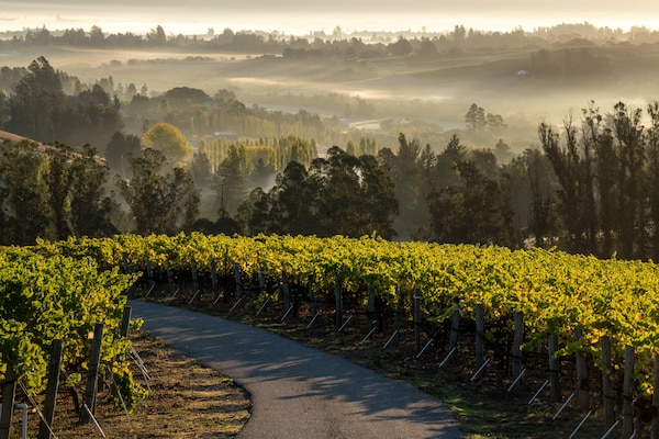 agriculture, plantation, sunlight, field, vineyard, crop