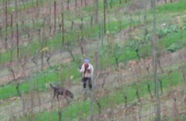 agriculture, plantation, grasses, field, farmworker, pasture