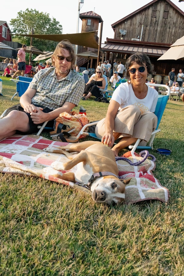dog, hat, summer, recreation, sun hat, carnivores