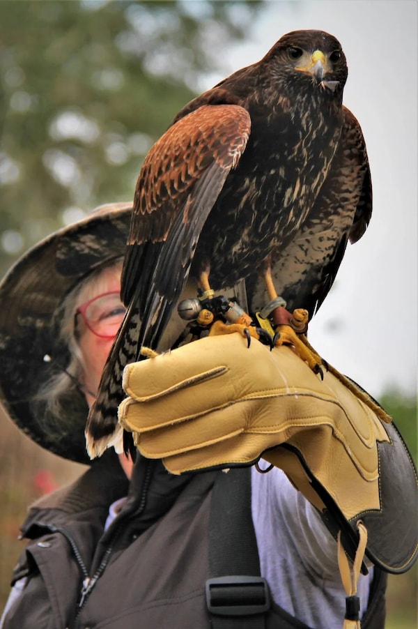 bird, accipitridae, bird of prey, beak, hawk, accipitriformes