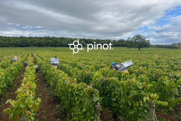 agriculture, plantation, crop, field, vineyard, grapes