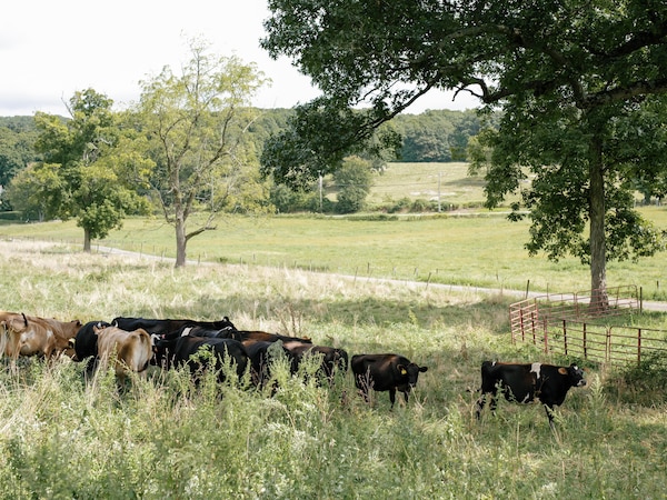 grass, grassland, pasture, bovinae, herd, landscape
