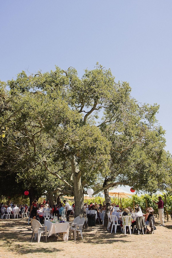 tree, branch, recreation, spring, leisure, shade