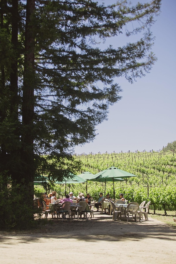 umbrella, outdoor furniture, outdoor table, shade, chair, evergreen