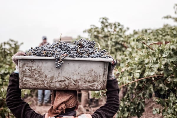 agriculture, farmworker, grapes, fruit, produce, grape